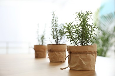 Potted green rosemary plants on wooden table indoors. Space for text