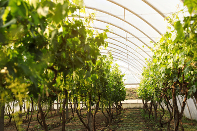 Photo of Rows of cultivated grape plants in greenhouse