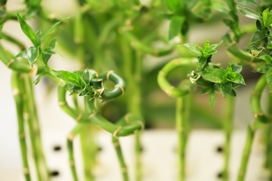 Photo of Green bamboo on blurred background, closeup. Tropical plant