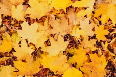 Photo of Pile of beautiful autumn leaves as background, top view