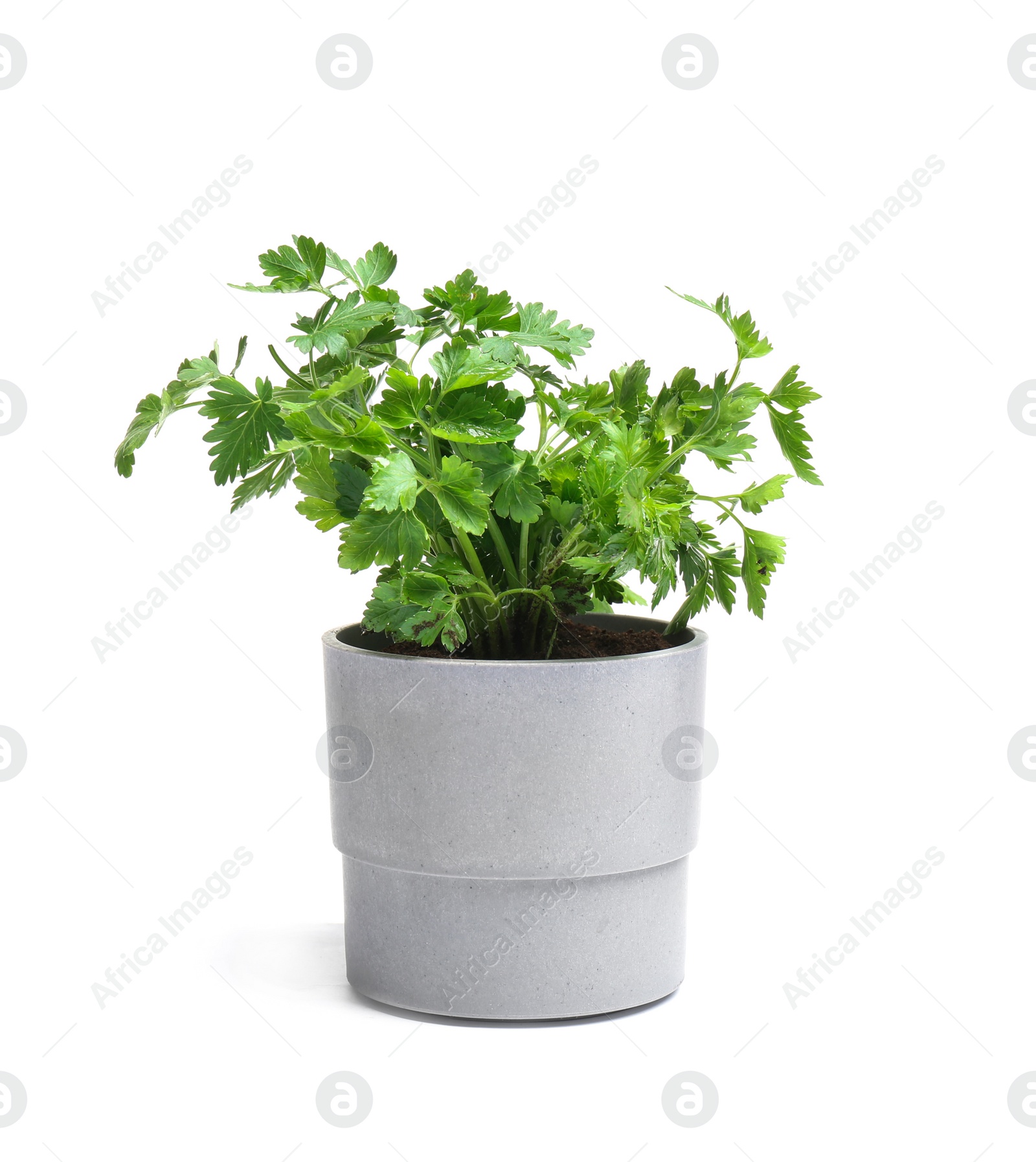 Photo of Fresh green organic parsley in pot on white background