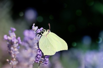 Photo of Beautiful butterfly in lavender field on sunny day, closeup