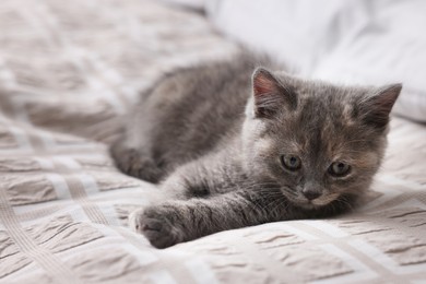 Photo of Cute fluffy kitten lying on soft bed