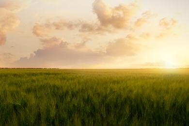 Image of Picturesque view of beautiful green field at sunrise