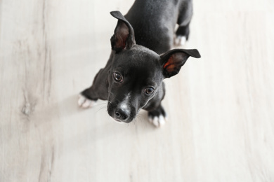 Photo of Cute little puppy indoors, top view. Baby animal