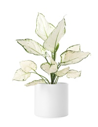 Photo of Beautiful Aglaonema plant in flowerpot isolated on white. House decor