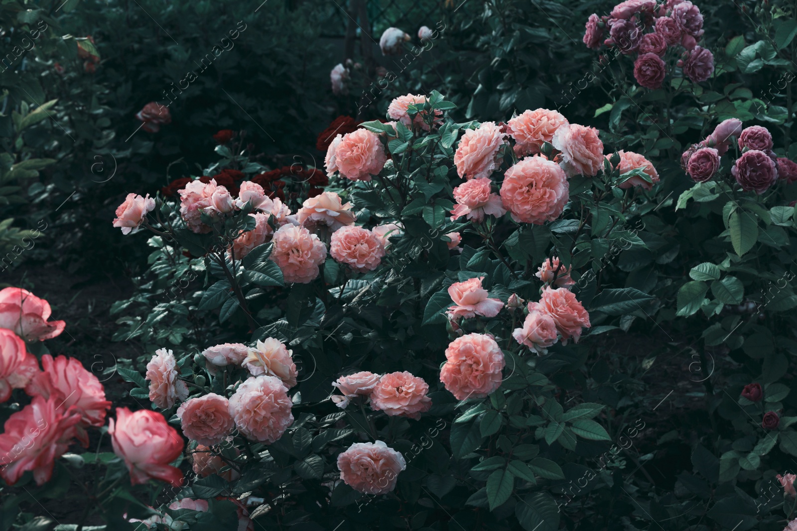 Image of Beautiful blooming pink roses on bush outdoors