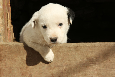 White stray puppy outdoors on sunny day. Baby animal