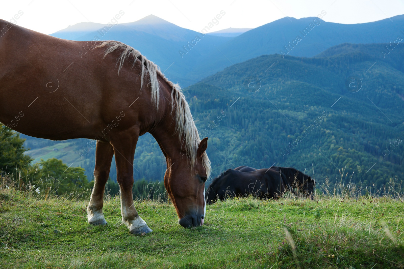 Photo of Beautiful horses grazing on meadow in mountains