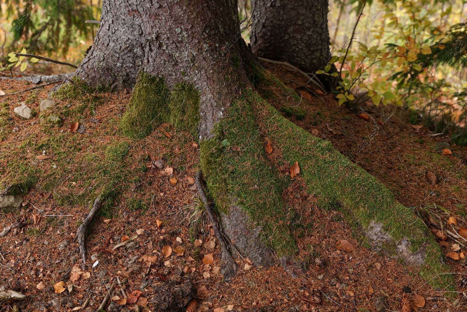 Photo of Tree roots covered with moss visible through soil in autumn forest