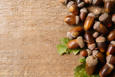 Acorns and oak leaves on wooden table, top view. Space for text