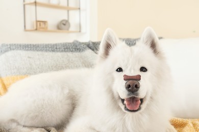 Image of Adorable dog with bone shaped cookie on nose at home