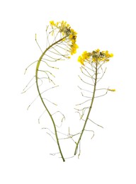 Photo of Wild dried meadow flowers on white background