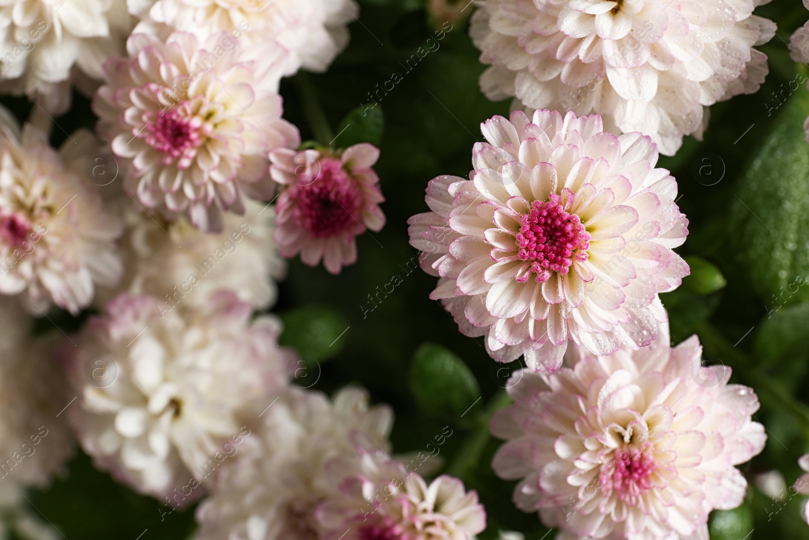 Photo of Beautiful colorful chrysanthemum flowers with water drops, closeup