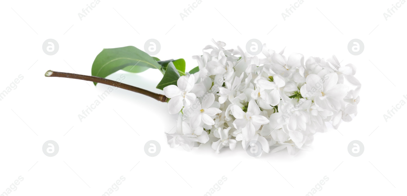 Photo of Beautiful blossoming lilac branch with leaves isolated on white