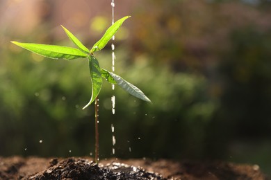 Watering young seedling outdoors, closeup. Planting tree