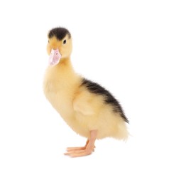 Baby animal. Cute fluffy duckling on white background