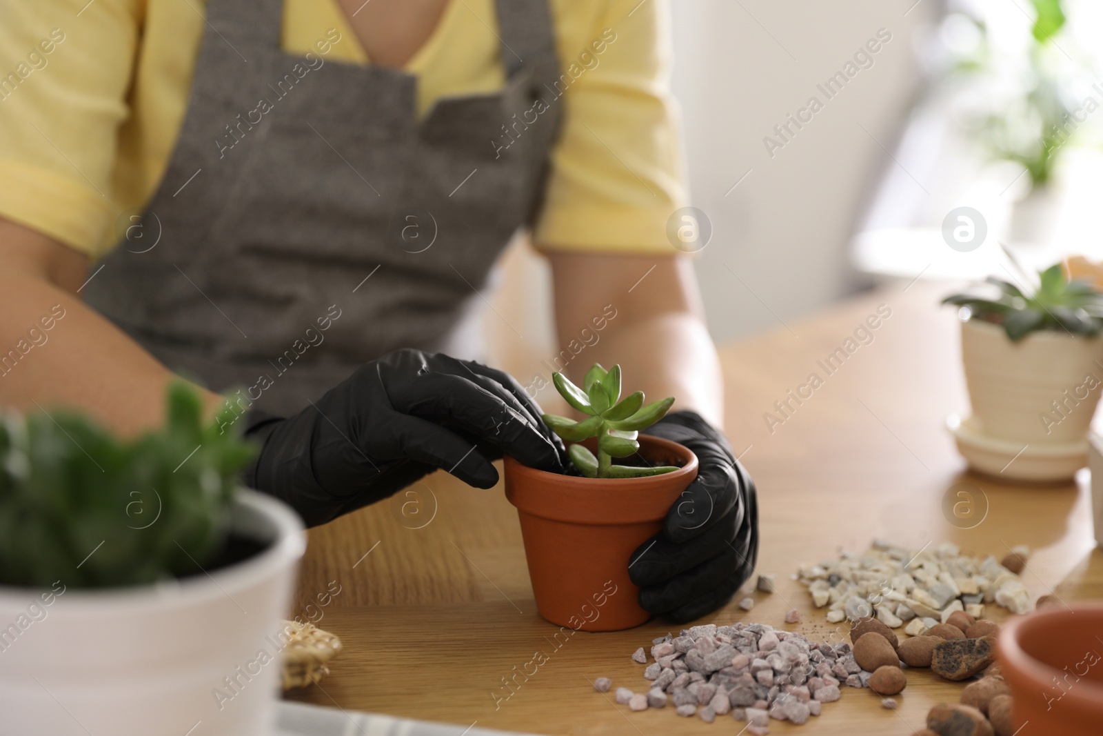 Photo of Woman potting succulent plant on wooden table at home, closeup. Engaging hobby