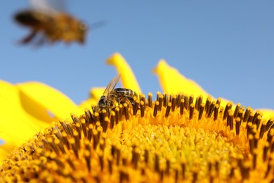 Honeybee collecting nectar from sunflower against light blue sky, closeup. Space for text
