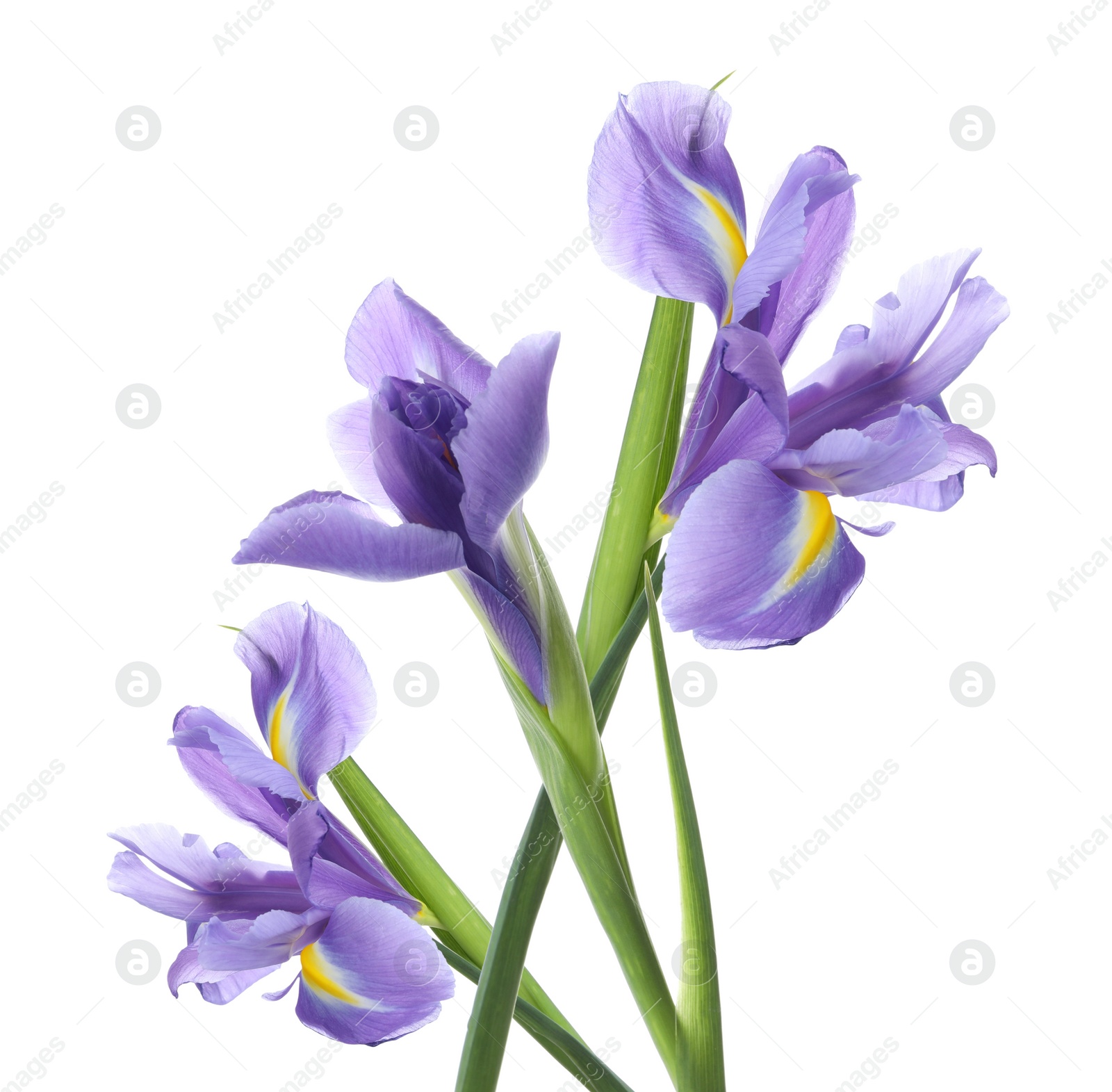 Image of Beautiful tender spring flowers on white background