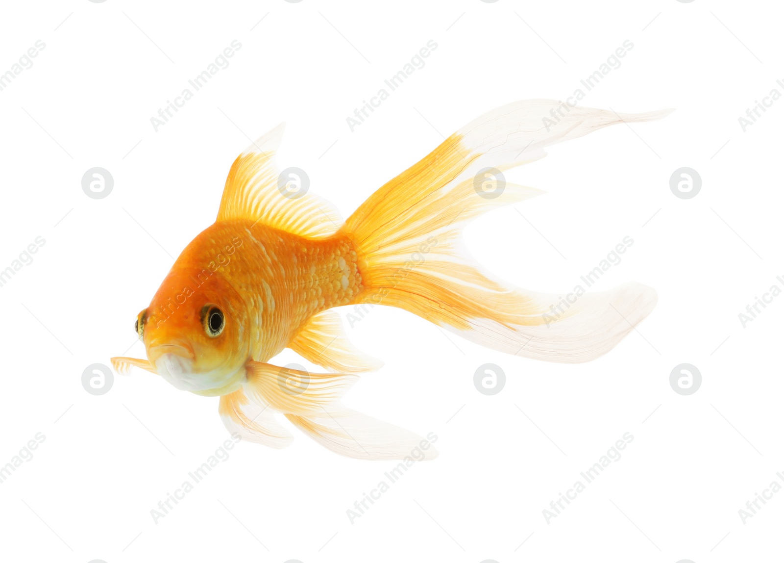 Photo of Beautiful bright small goldfish isolated on white