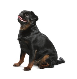 Photo of Adorable black Petit Brabancon dog sitting on white background