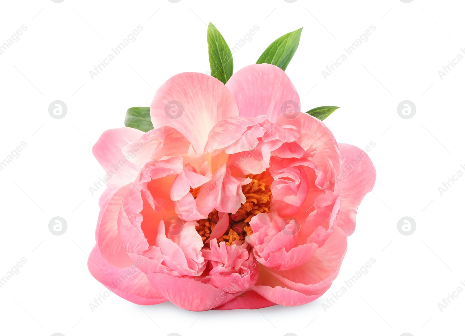 Photo of Beautiful blooming pink peony isolated on white