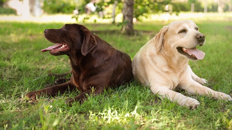 Cute Labrador Retriever dogs on green grass in summer park