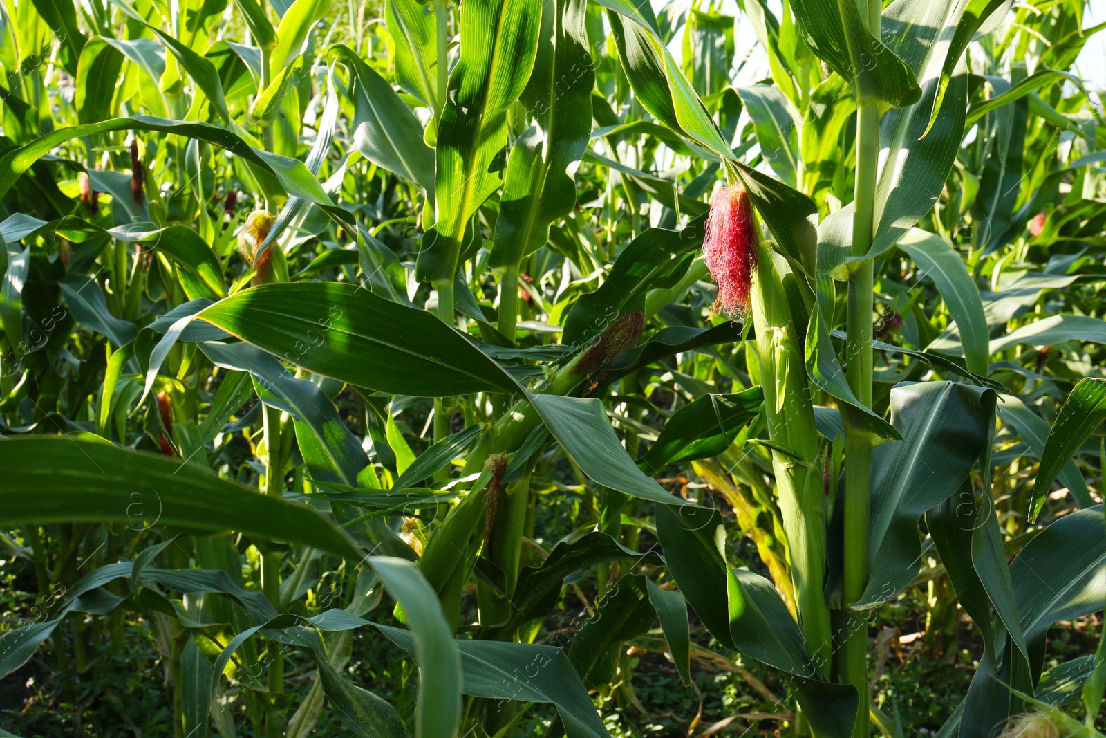 Photo of Beautiful view of corn growing in field