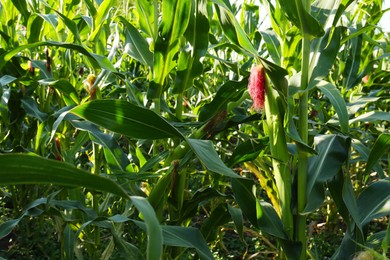 Beautiful view of corn growing in field