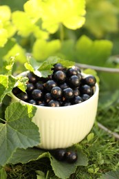 Ripe blackcurrants in bowl and leaves on green grass