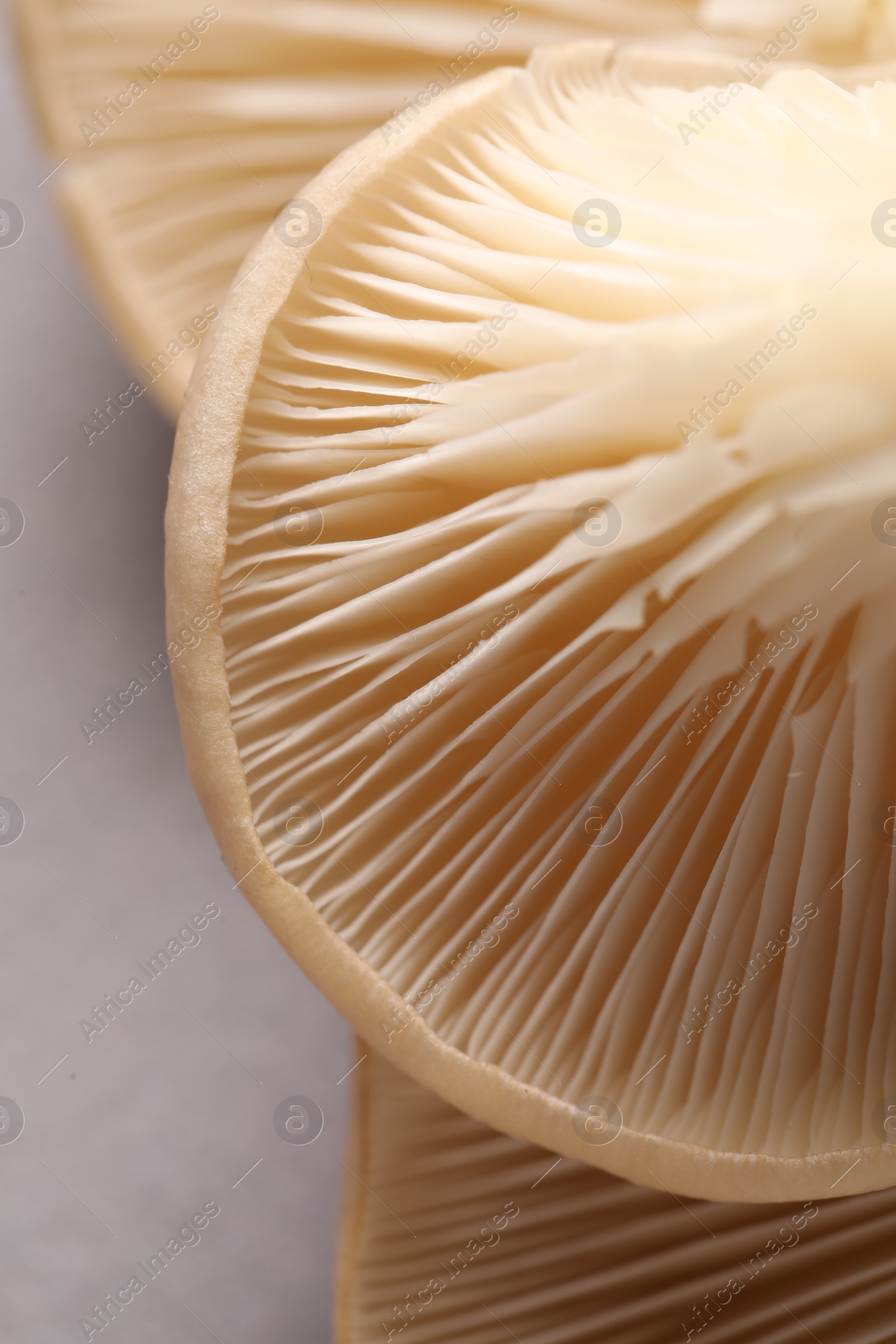 Photo of Fresh oyster mushrooms on grey background, macro view