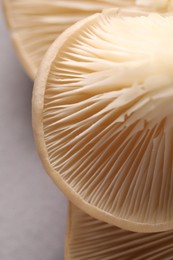 Fresh oyster mushrooms on grey background, macro view