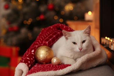 Cute white cat under blanket in room decorated for Christmas. Adorable pet