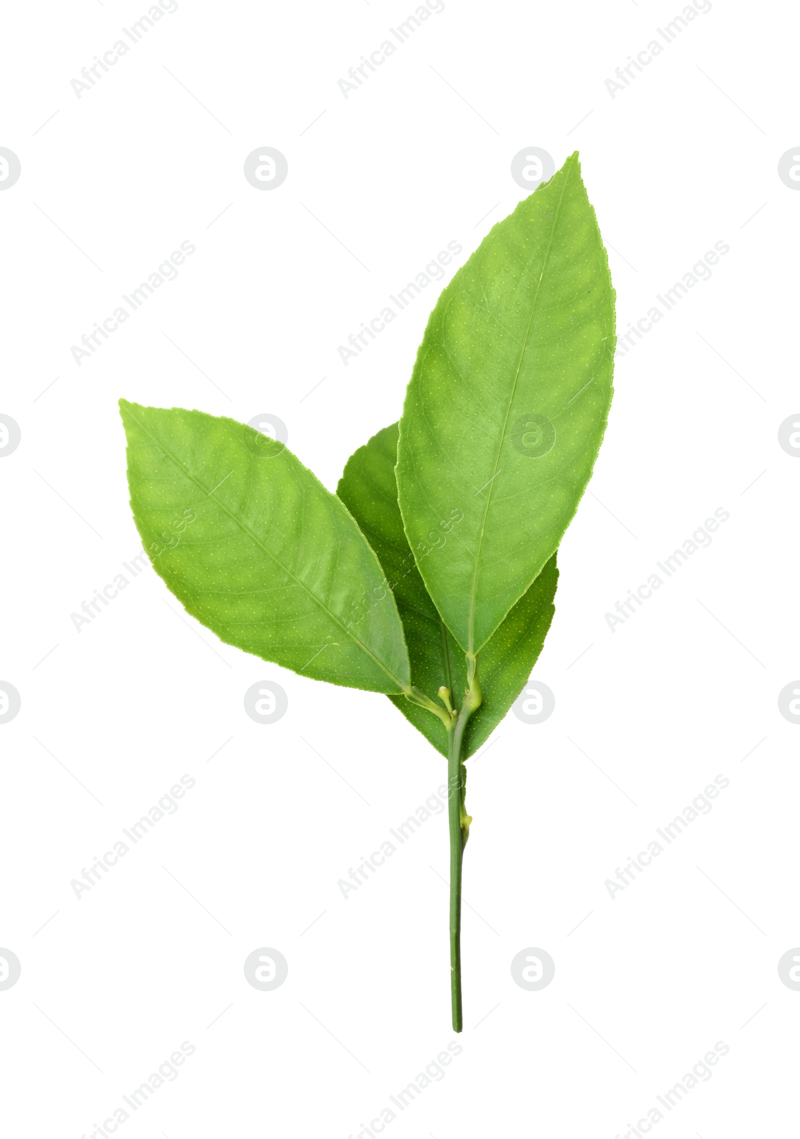 Photo of Fresh twig with green citrus leaves isolated on white