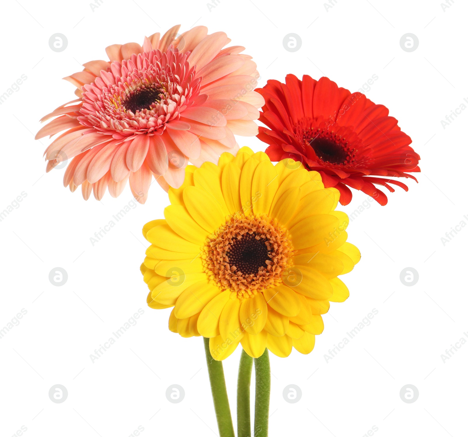 Photo of Beautiful colorful gerbera flowers on white background