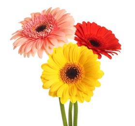 Beautiful colorful gerbera flowers on white background