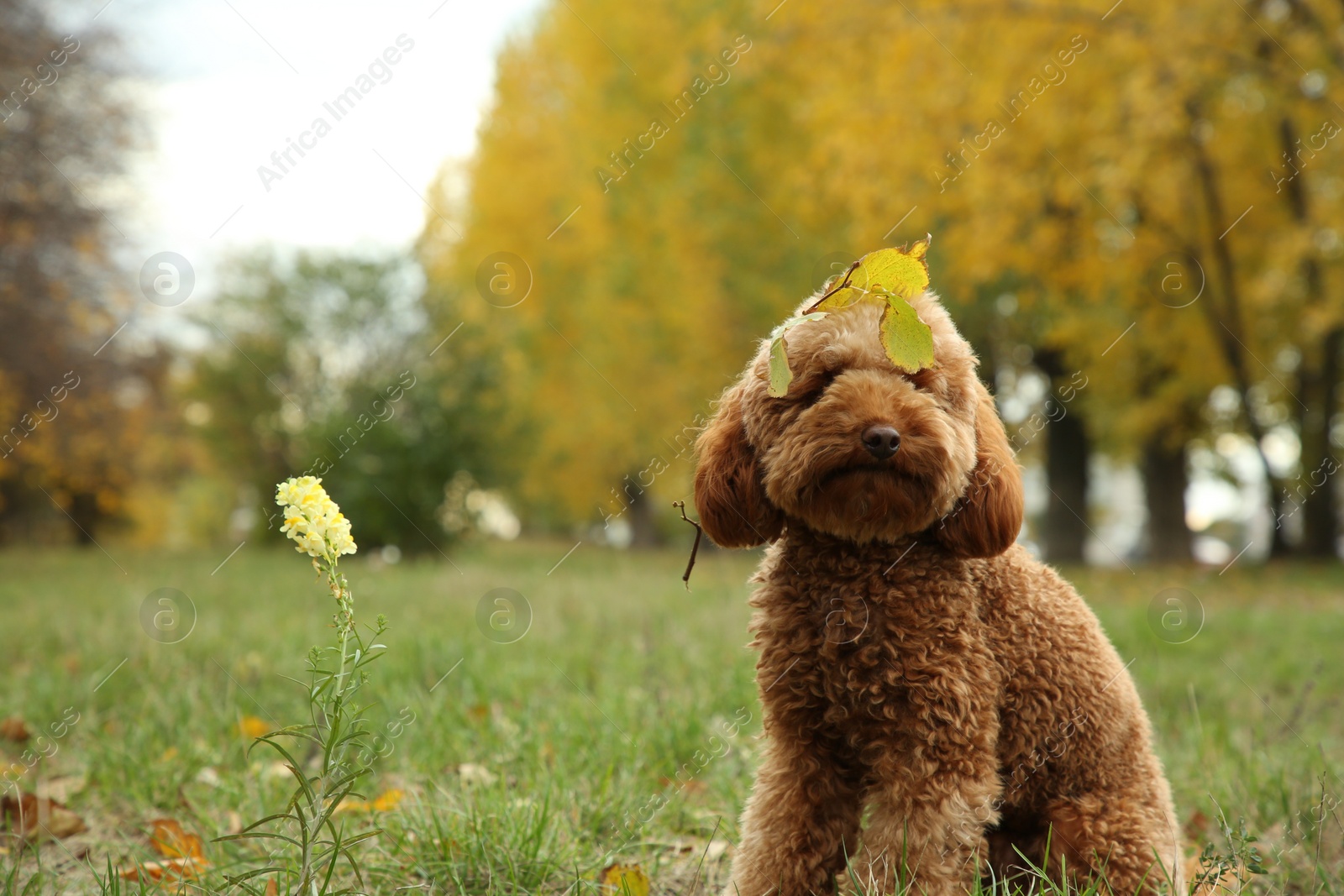 Photo of Cute fluffy dog with fallen leaves in park, space for text