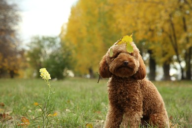 Cute fluffy dog with fallen leaves in park, space for text