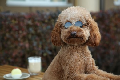 Photo of Cute fluffy dog with sunglasses resting in outdoor cafe. Space for text