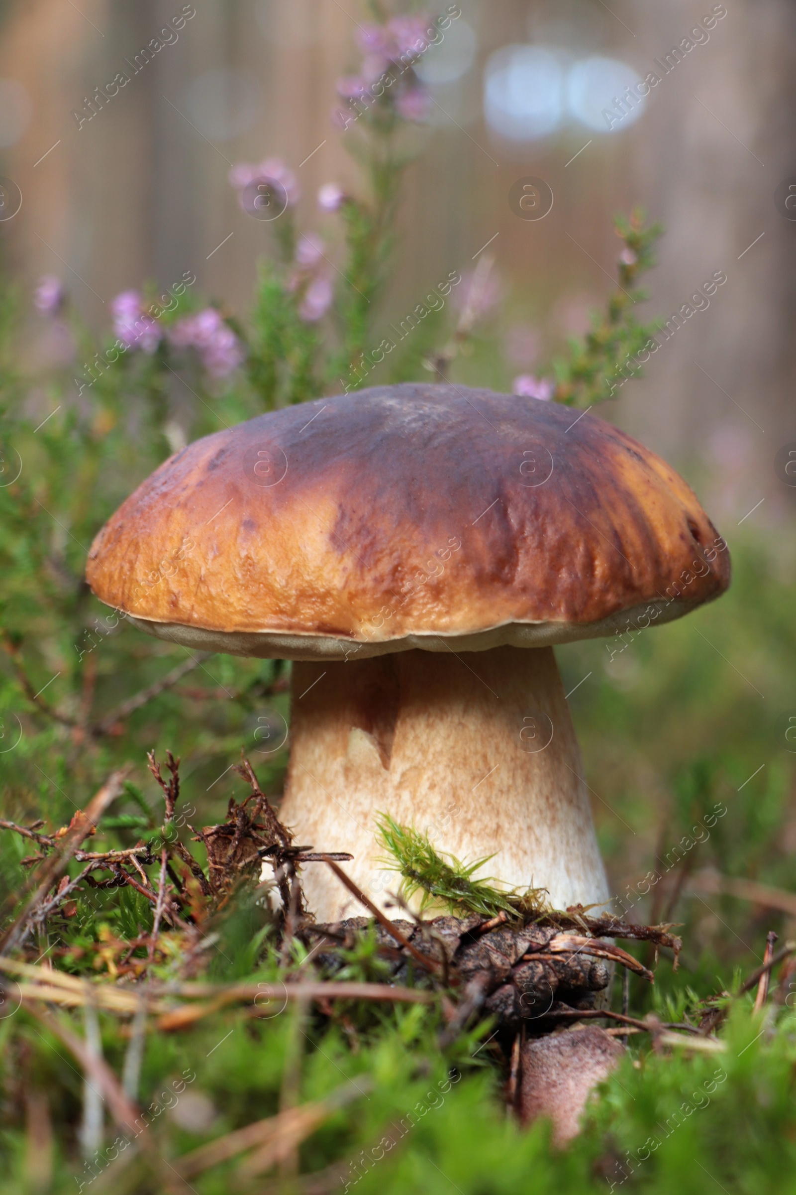 Photo of Beautiful porcini mushroom growing near plants outdoors, closeup