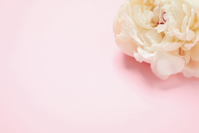 Photo of Beautiful white peony on light pink background. Space for text