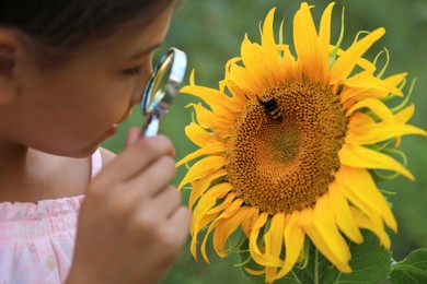 Photo of Cute little girl exploring honeybee on blooming sunflower outdoors, closeup. Child spending time in nature