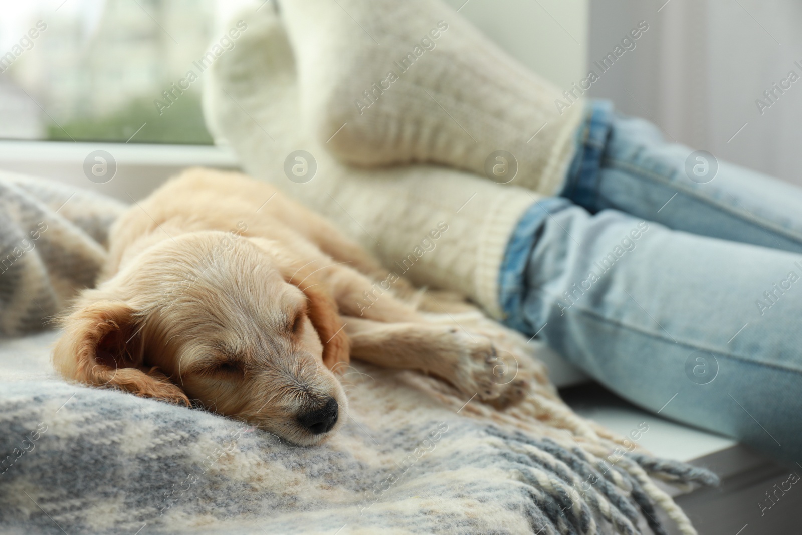 Photo of Cute English Cocker Spaniel puppy sleeping on blanket near owner indoors