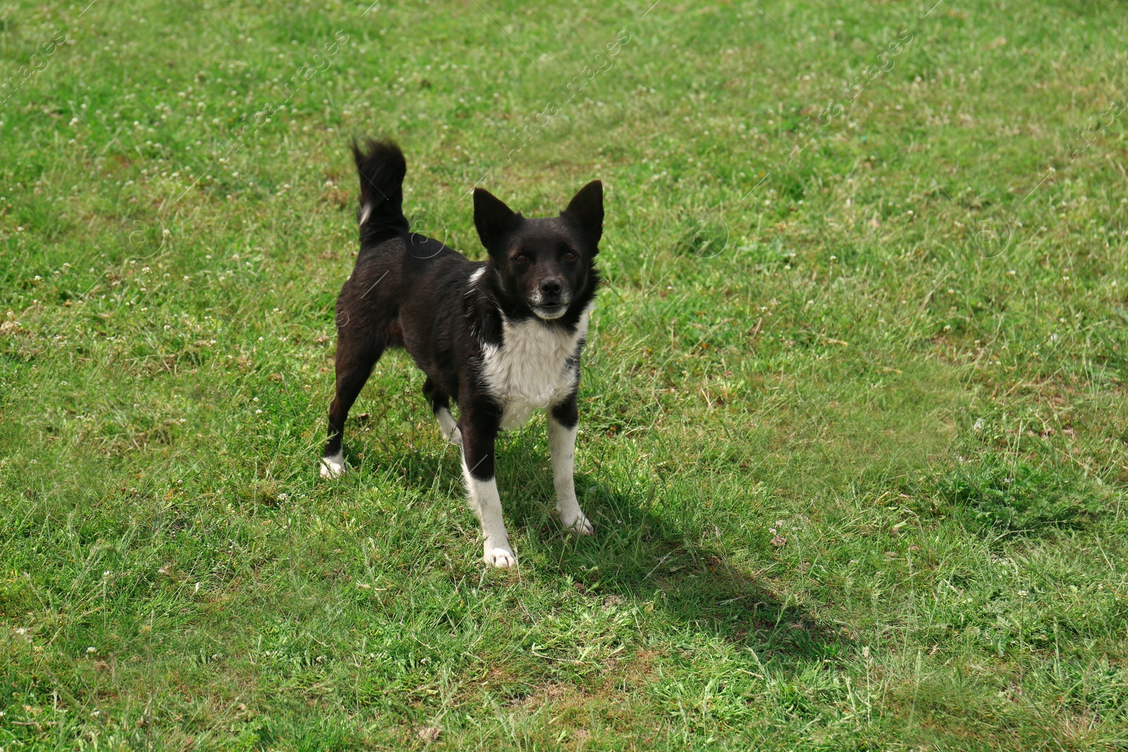 Photo of Cute black and white dog on green grass outdoors