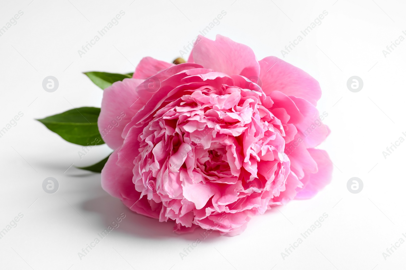 Photo of Beautiful fragrant peony flower on white  background