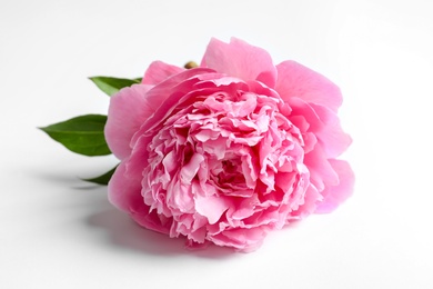 Beautiful fragrant peony flower on white  background