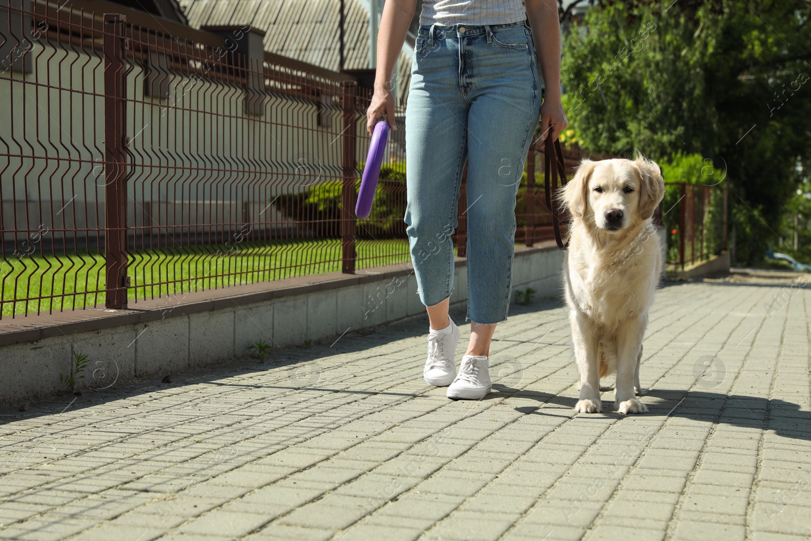 Photo of Woman walking Golden Retriever dog in sunny park, closeup