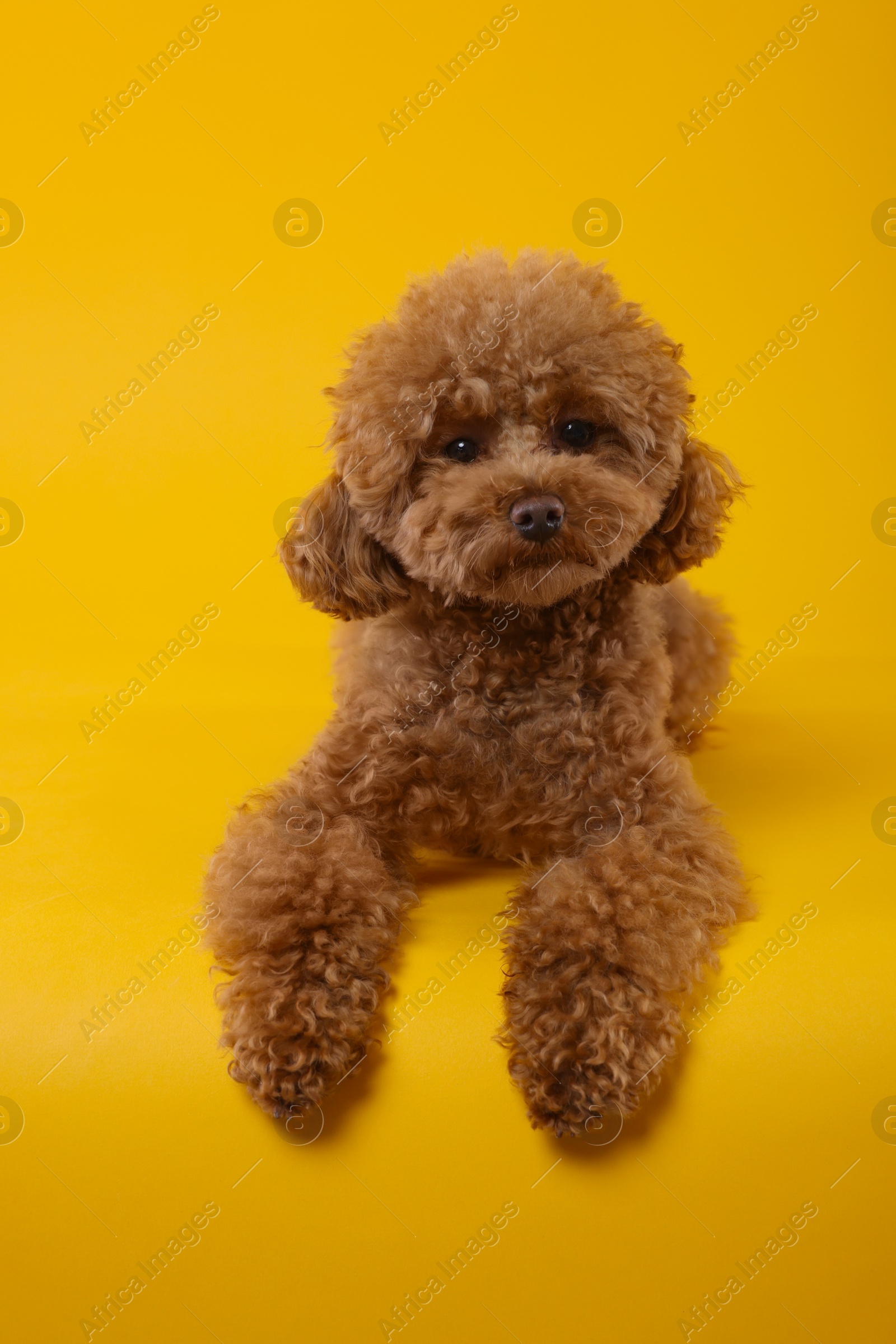 Photo of Cute Maltipoo dog on orange background. Lovely pet