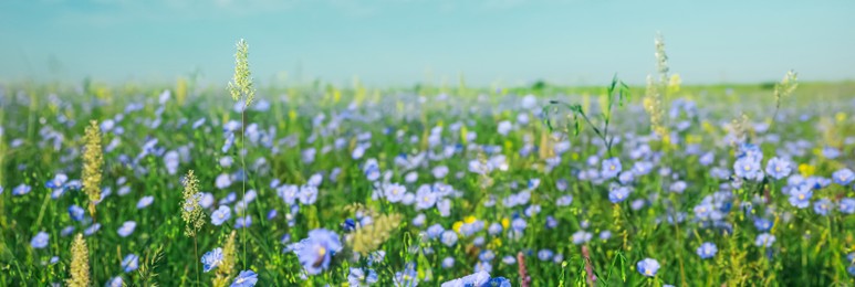 Image of Picturesque view of beautiful blooming flax field. Banner design